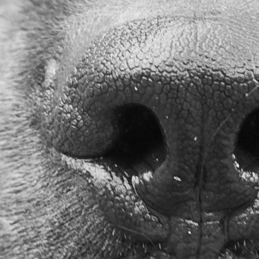 100% crop of simple grayscale source image example